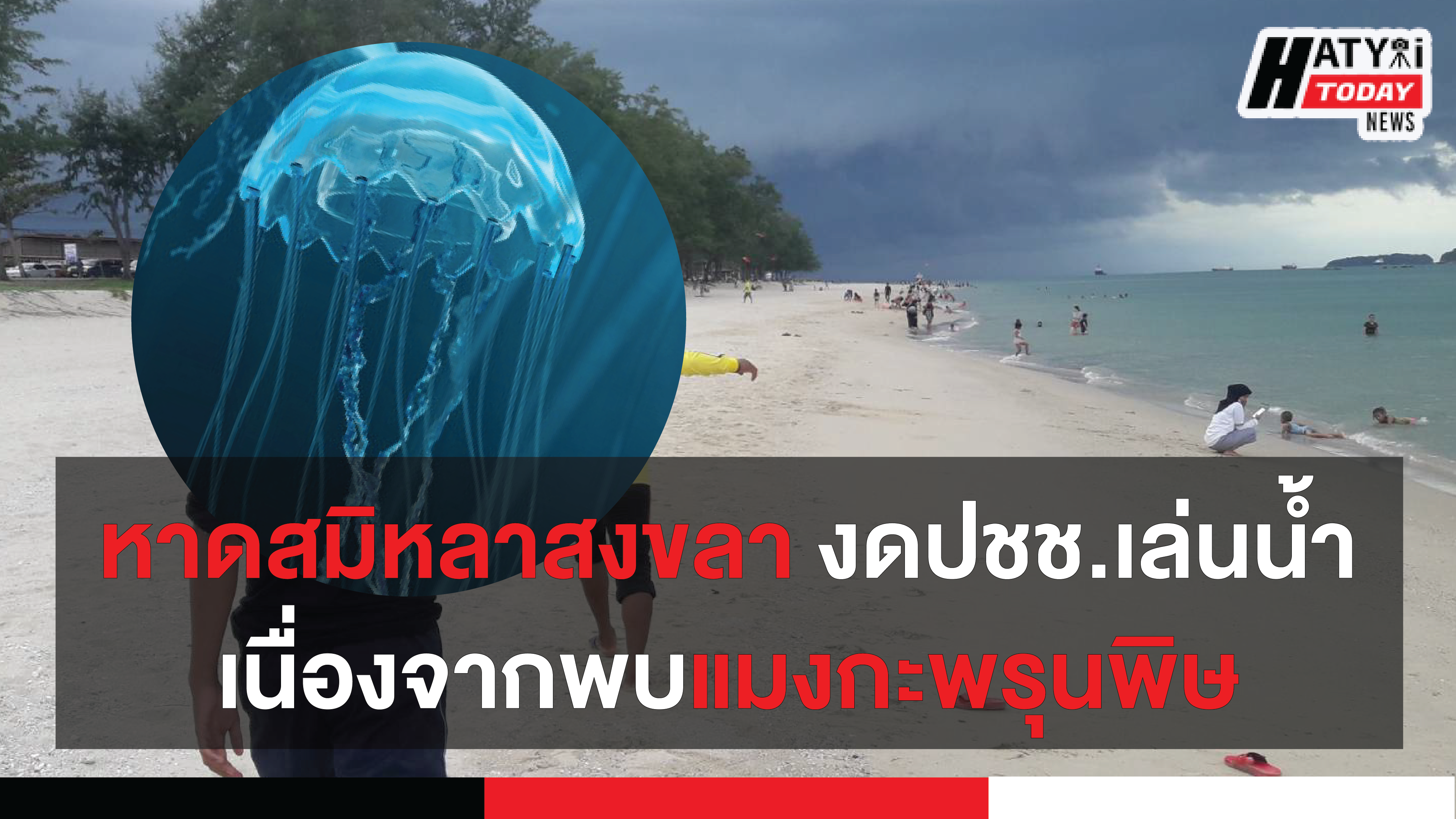 หาดสมิหลาสงขลา เตือนประชาชนงดเล่นน้ำบริเวณที่ปักธงแดง เนื่องจากพบแมงกะพรุนพิษ