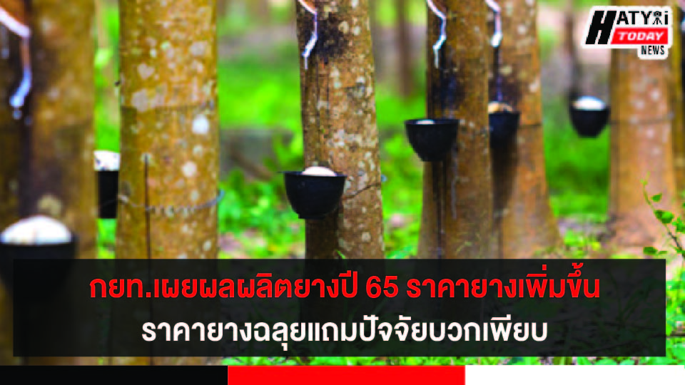 กยท.เผยผลผลิตยางปี 65 ราคายาง เพิ่มขึ้นจากปีก่อน 1.82%  ราคายางฉลุยแถมปัจจัยบวกเพียบ