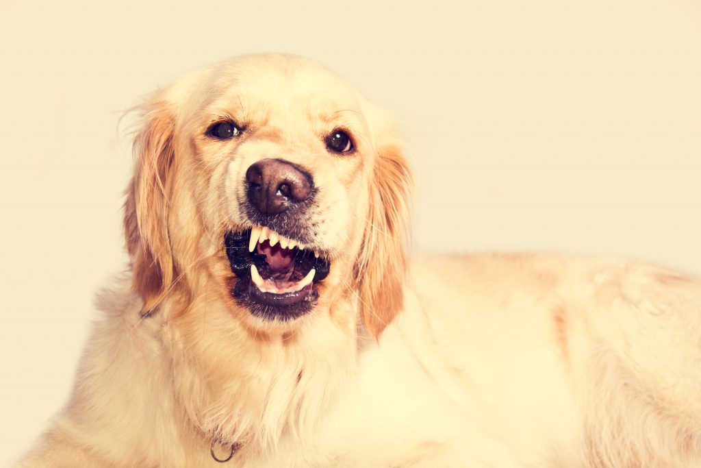 Angry Golden Retriever Dog.