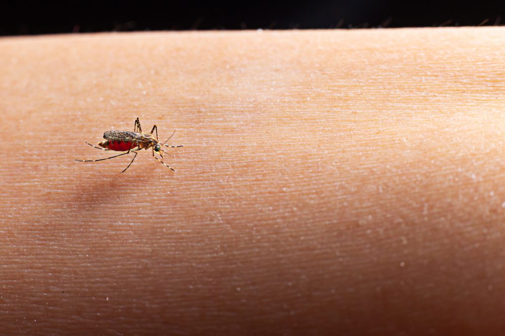 Close Up Mosquito Sucking Blood 1 1024x683 1